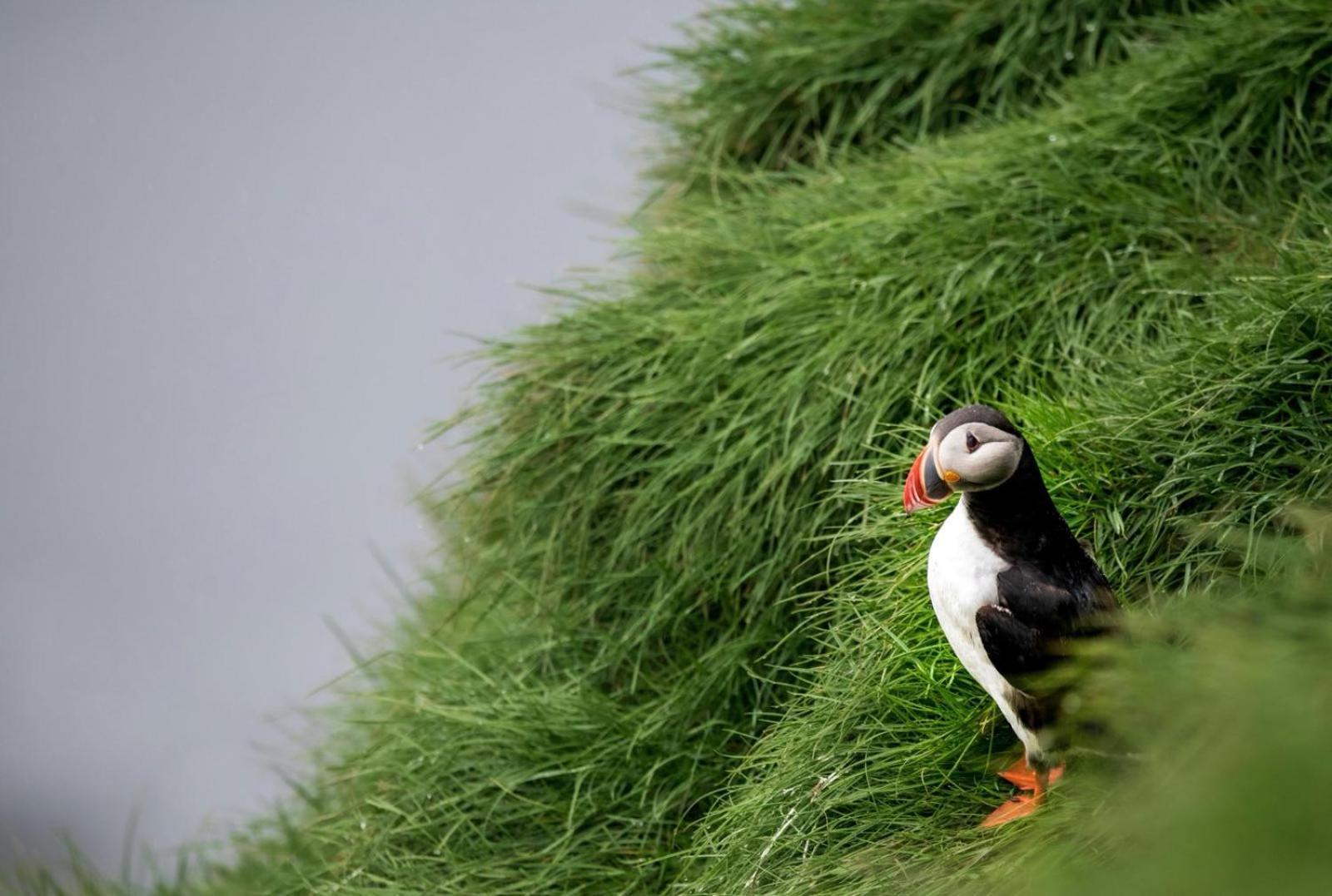Puffin Rooms Лисдунварна Экстерьер фото